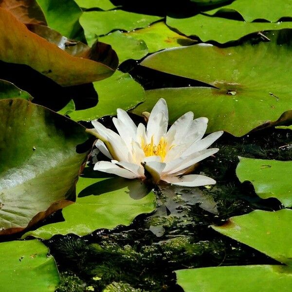 Nymphaea alba Çiçek