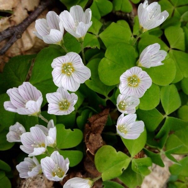 Oxalis acetosella Blomma