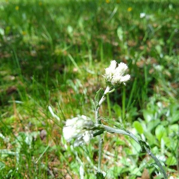 Antennaria plantaginifolia Květ