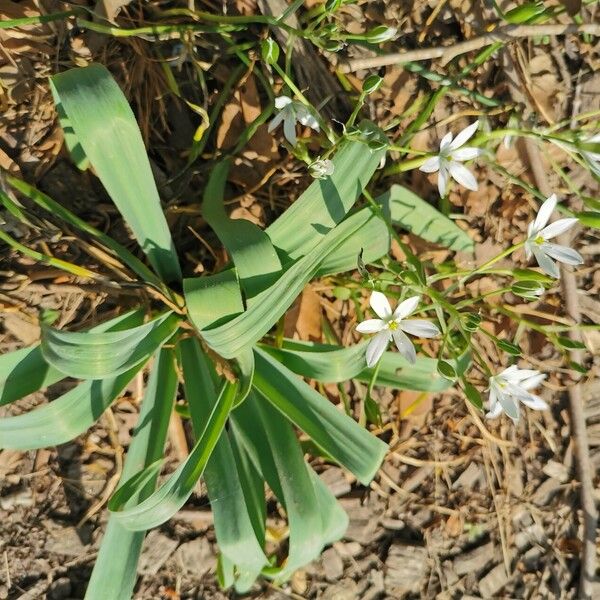 Ornithogalum orthophyllum Leaf