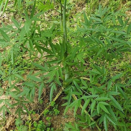 Cicuta maculata عادت داشتن