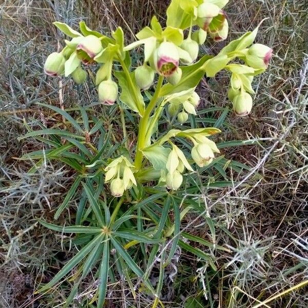 Helleborus foetidus Frunză