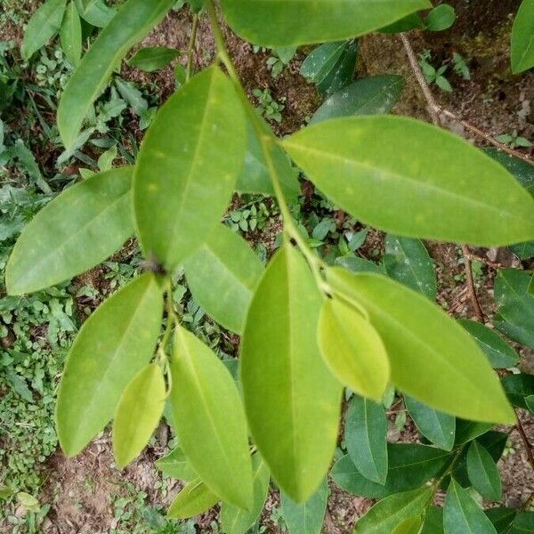 Erythroxylum coca Feuille