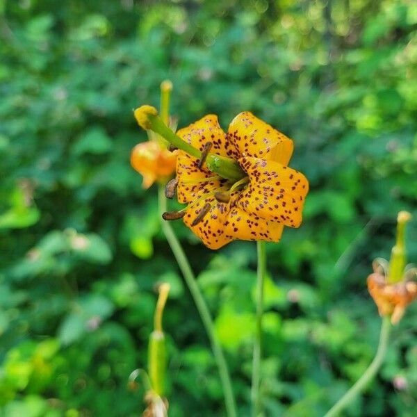 Lilium columbianum Кветка