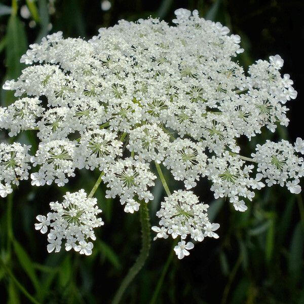 Ammi majus Blüte