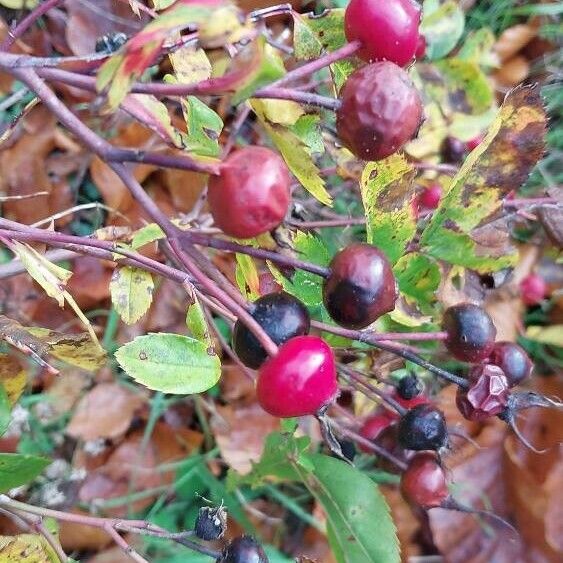 Rosa carolina Fruto