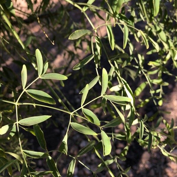 Moringa drouhardii Lehti