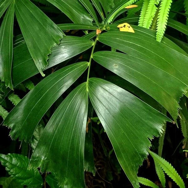 Caryota mitis Blatt