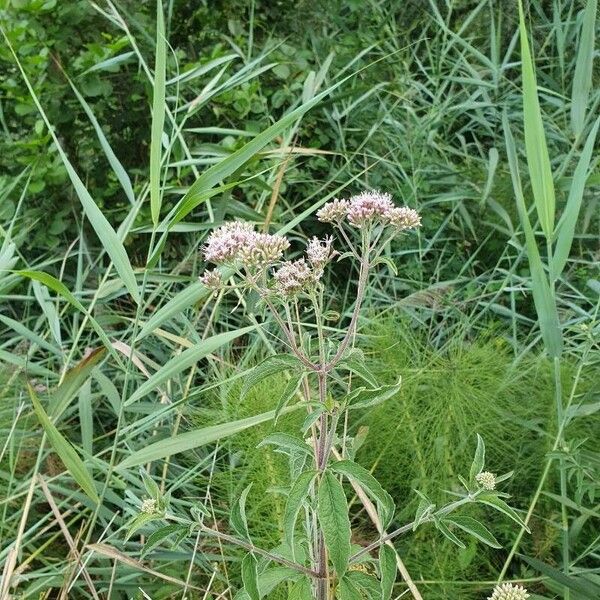 Eupatorium cannabinum Цвят