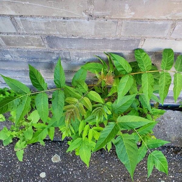 Ailanthus altissima 整株植物