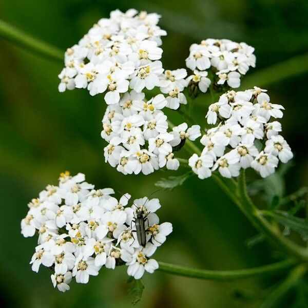 Achillea setacea Кветка