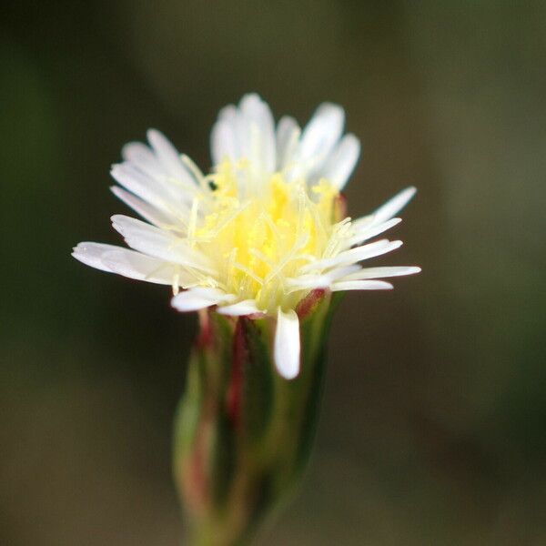 Symphyotrichum subulatum Цвят