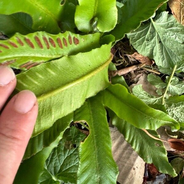 Asplenium scolopendrium Liść