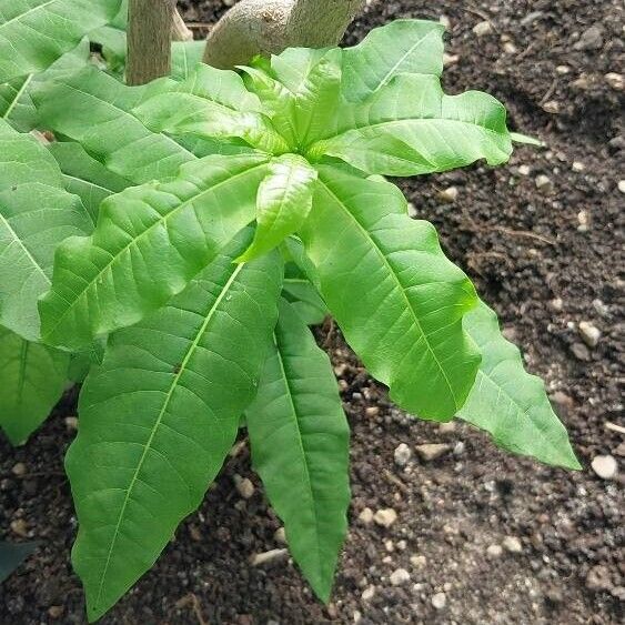 Rauvolfia tetraphylla Лист