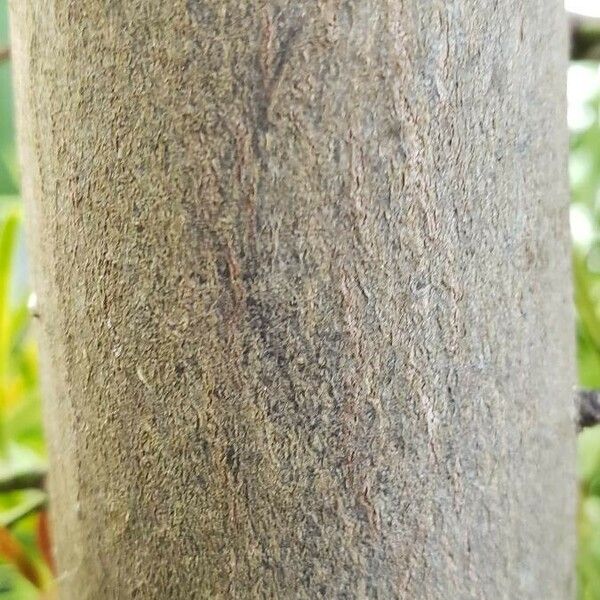 Afrocarpus falcatus Bark