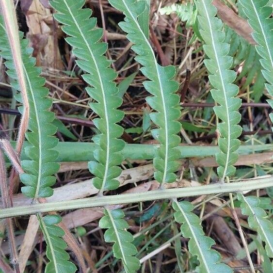 Thelypteris interrupta Folha