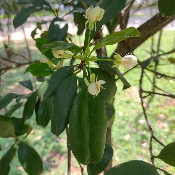 Eugenia brasiliensis Ліст