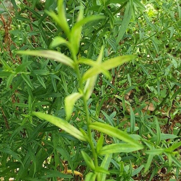 Artemisia dracunculus Liść