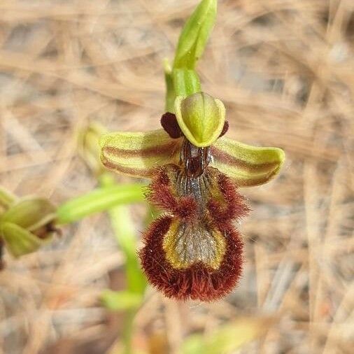 Ophrys speculum Flor