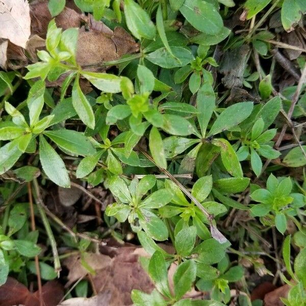 Galium triflorum Feuille