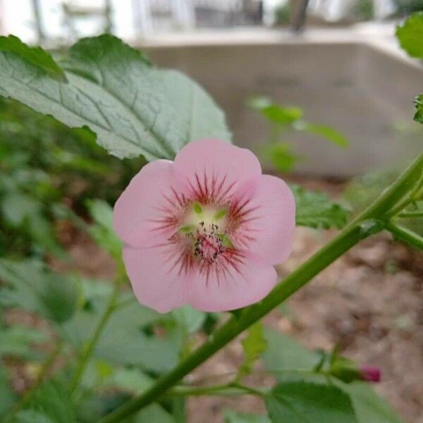 Anisodontea scabrosa Kwiat