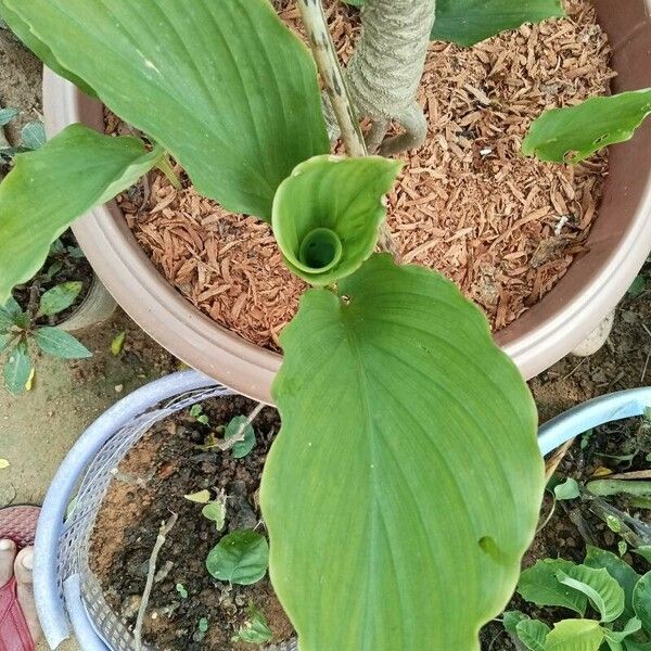 Curcuma longa Leaf