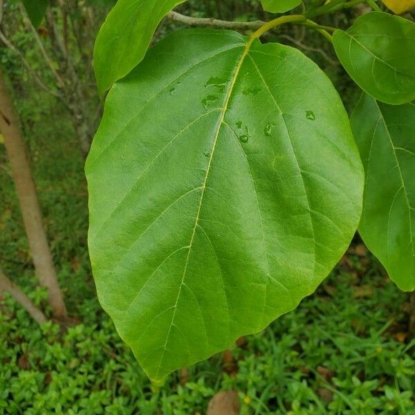Cordia subcordata Leaf