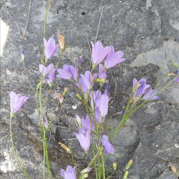 Campanula rotundifolia Floare