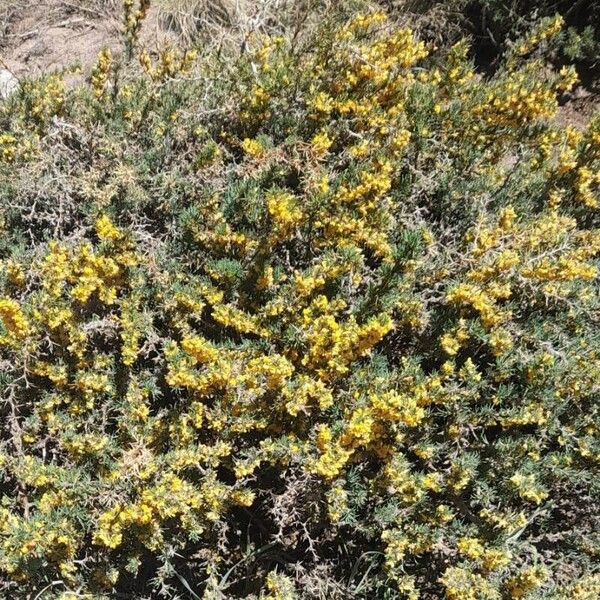 Berberis empetrifolia Habitus