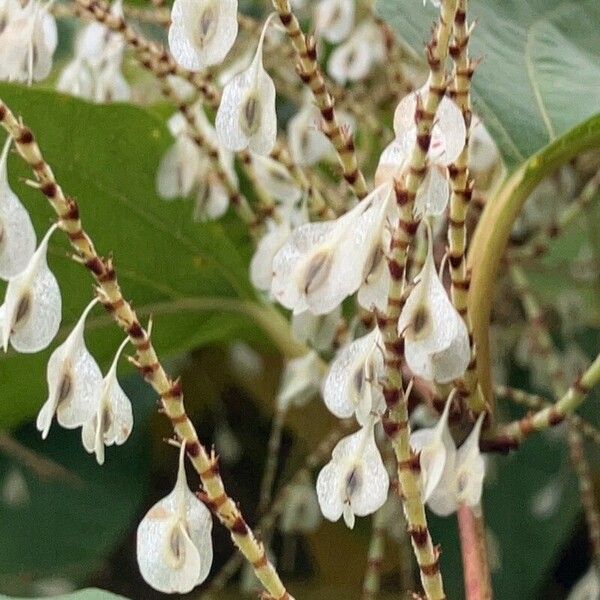 Reynoutria japonica Frukto