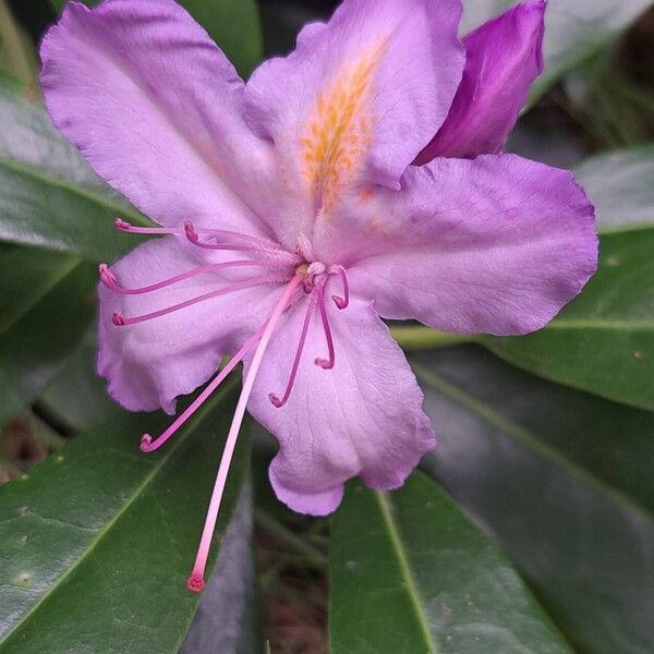 Rhododendron ponticum Blüte