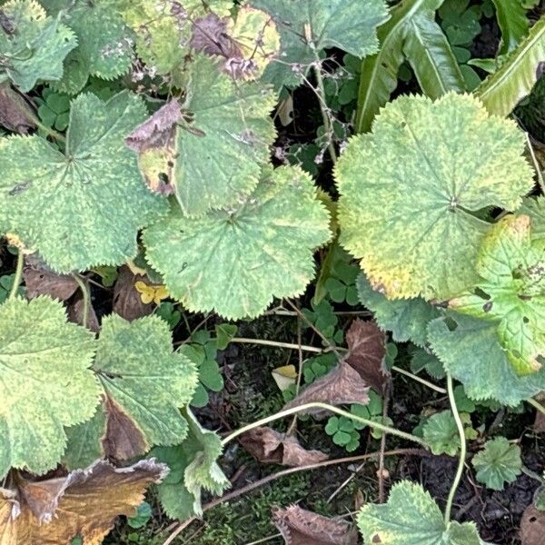 Alchemilla monticola Leaf