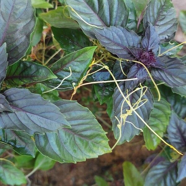 Cuscuta campestris Habitus