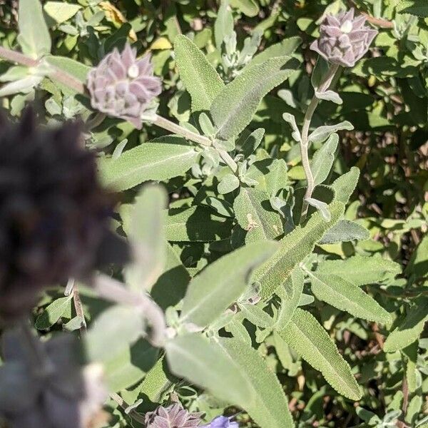 Salvia leucophylla Foglia