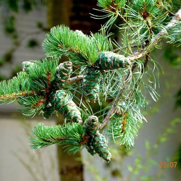 Pinus parviflora Plante entière