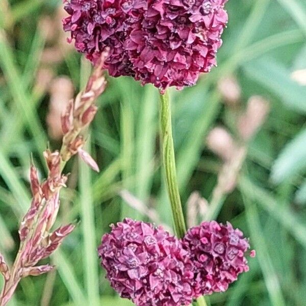 Sanguisorba officinalis Λουλούδι