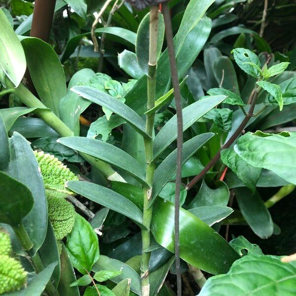 Epidendrum spp. Lehti