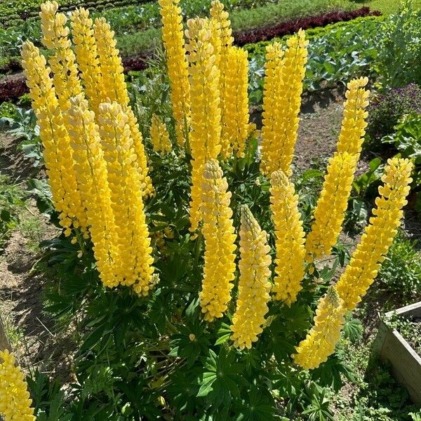 Lupinus arboreus Habit