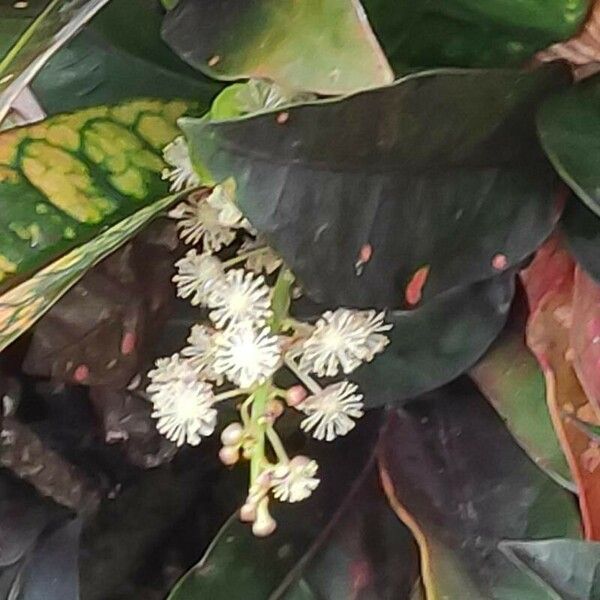 Codiaeum variegatum Květ