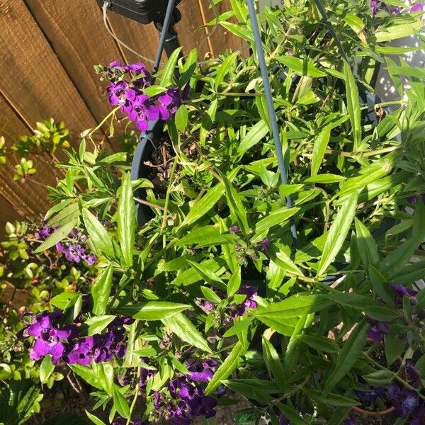 Angelonia angustifolia ഇല