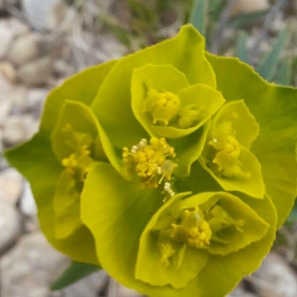 Euphorbia serrata Kvet