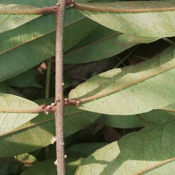 Pachylobus pubescens Leaf