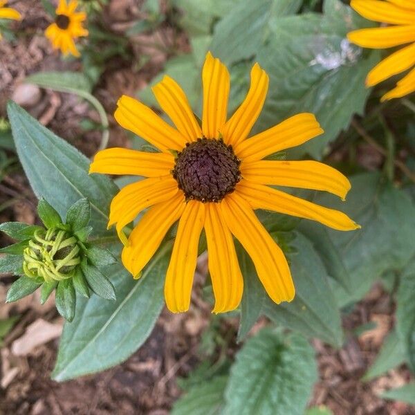 Rudbeckia fulgida Цветок