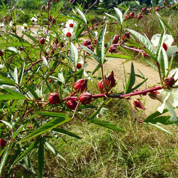 Hibiscus sabdariffa Flor