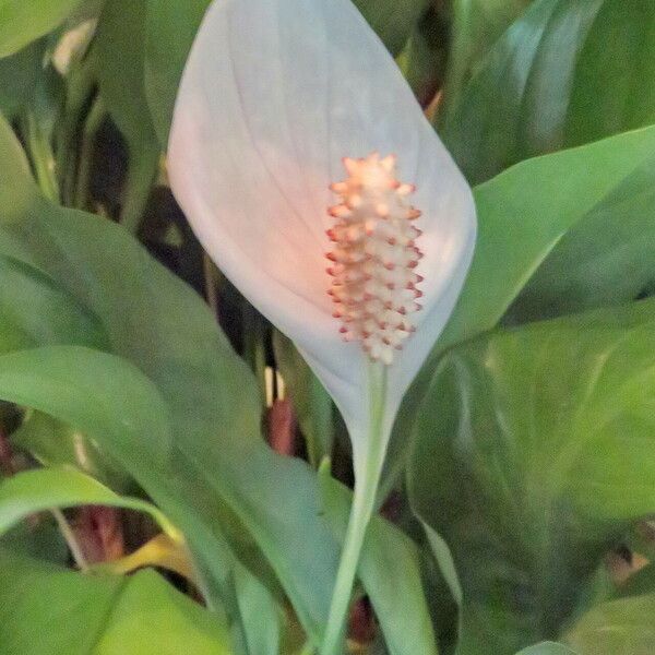 Spathiphyllum wallisii 花