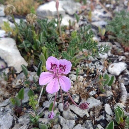 Erodium glandulosum Flower