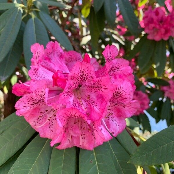 Rhododendron arboreum Blomma