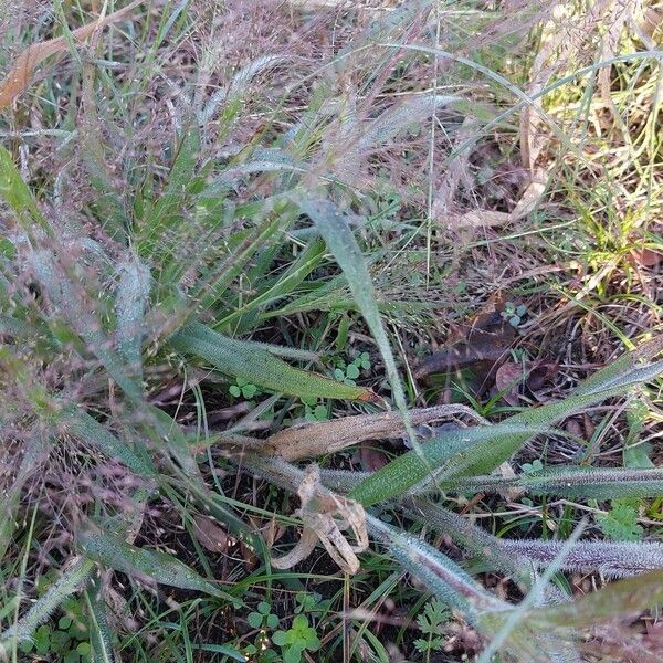 Panicum capillare Leaf