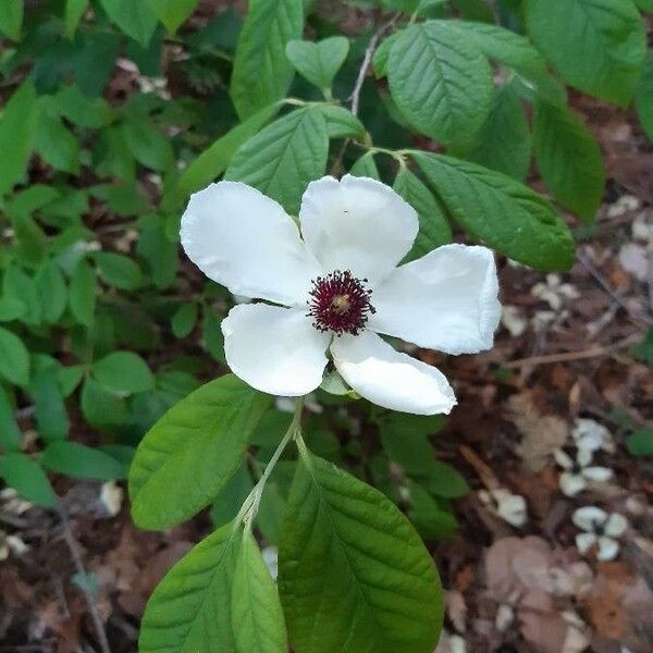 Stewartia malacodendron Flors