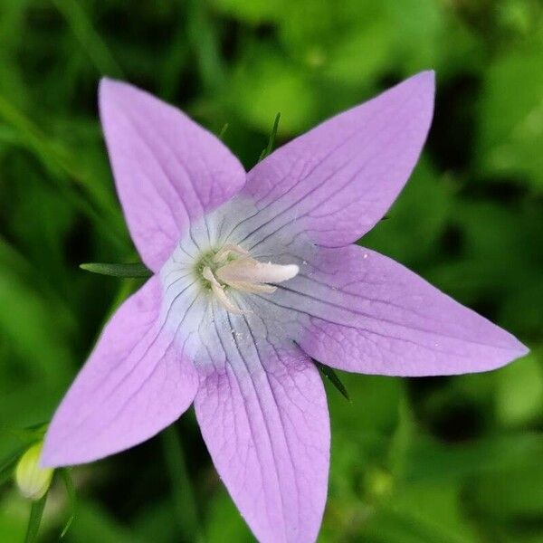 Campanula patula Blüte